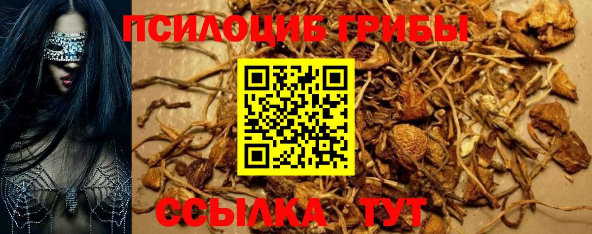наркота  Вход с VPN  Медногорск  Псилоцибиновые грибы Psilocybe 