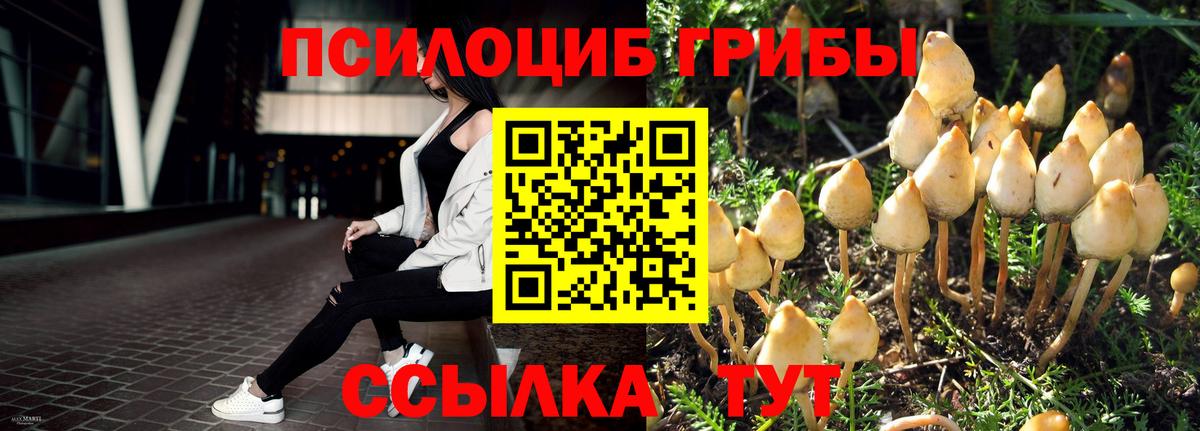 Псилоцибиновые грибы Psilocybe Медногорск